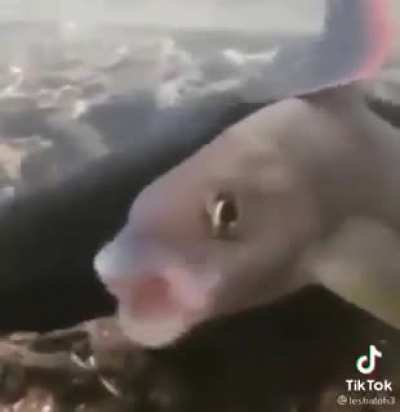Why fish seizure