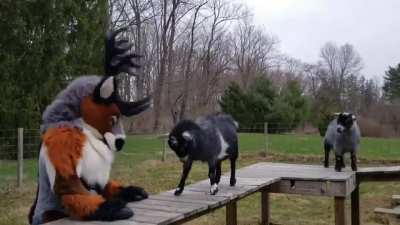 furry_irl