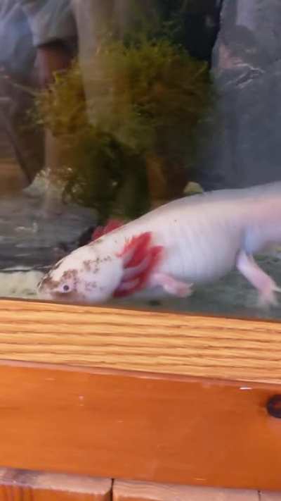 SwimswimswimBONK
