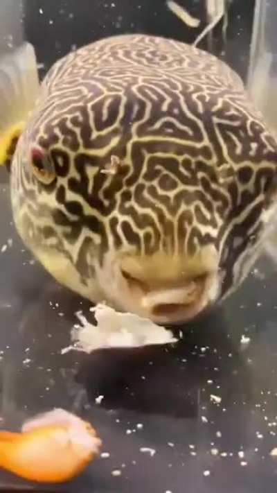 Puffer fish eating full crab