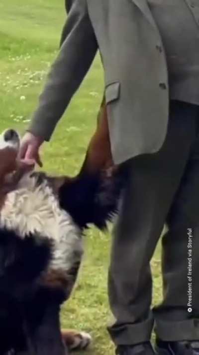 When Ireland&rsquo;s President Michael D. Higgins spoke to reporters outside his residence on May 2, his pet Bernese mountain dog completely stole the show. The dog was caught on camera trying every trick in the dog book to get Higgins&rsquo; attention.