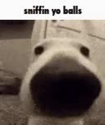 Sniffing yo balls