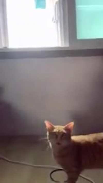 Miau, e adeus