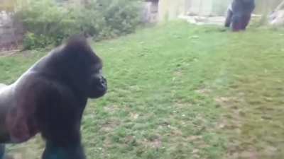 Monke is mad!!