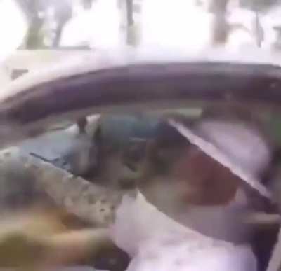 cursed_wasps