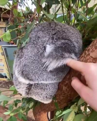 Коальчик