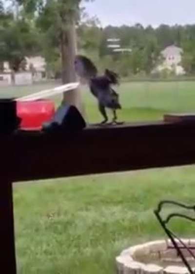 This bird's got some moves