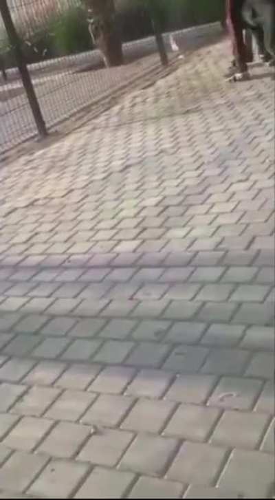 Hitting a Doberman with a branch. Got what he deserved.