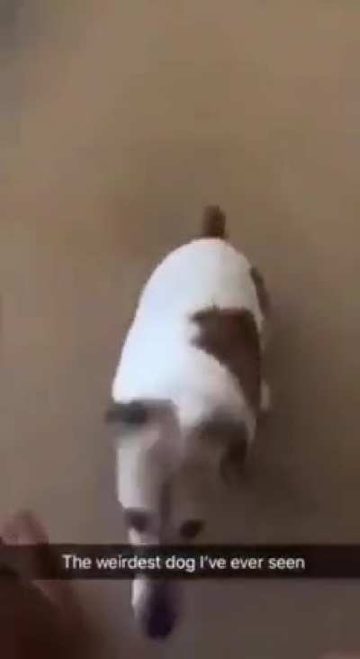 The weirdest dog I've ever seen