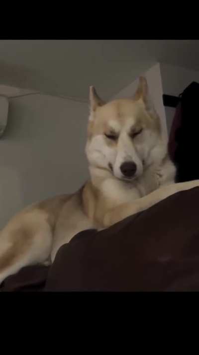 When your family scolds you for barking but they laughs like this
