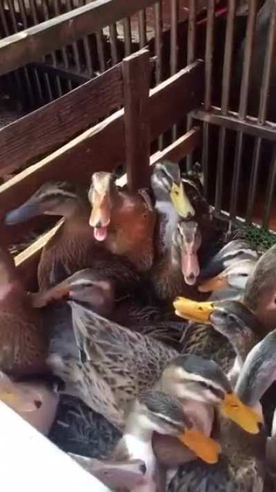 Hapii pa up vote