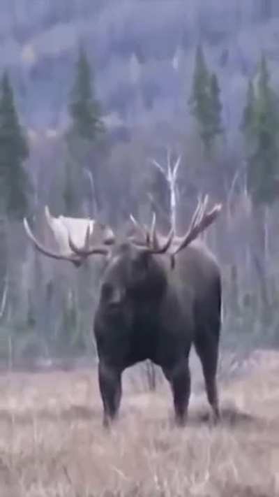 The king of Alaska