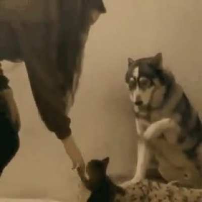 Gimme paw!
