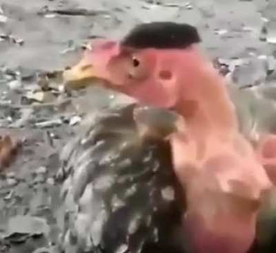 mermao