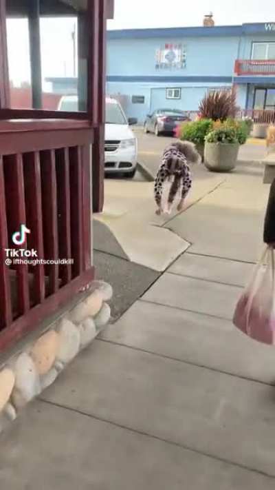 Que ra&ccedil;a de cachorro &eacute; essa?