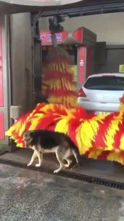 This German Shepherd is well known in her neighbourhood for using the car wash as a petting machine on a daily basis