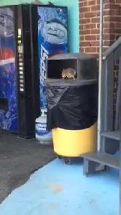 Pizza rat has a long-lost cousin&hellip;