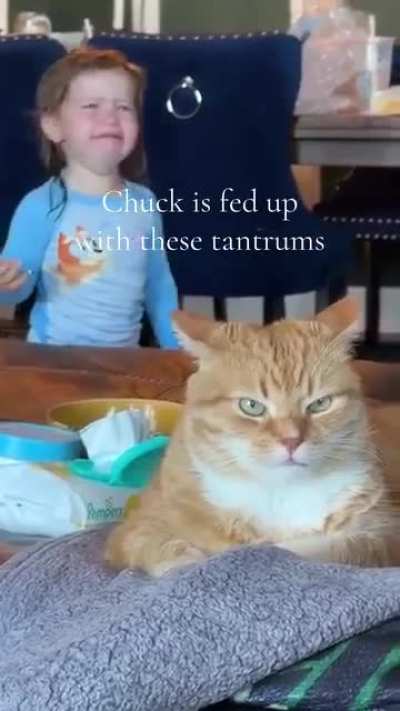 This cat looks like he's thinking "how the F did I end up in this house..."