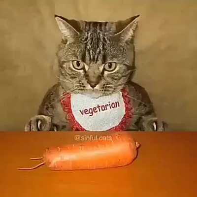 Para los fans de jojos y los gatitos