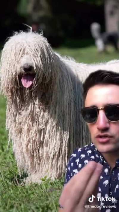 This guy reviews dog breeds and it&rsquo;s very funny