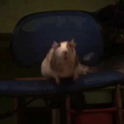 My rat&rsquo;s great jump