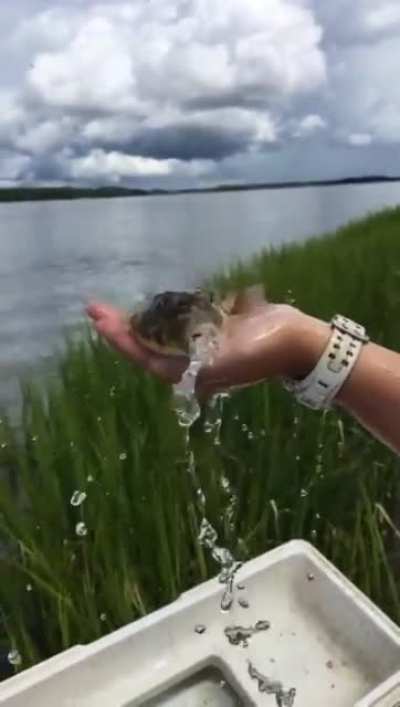 A deflating puffer fish.