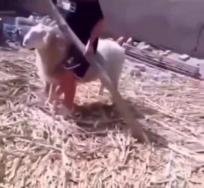 To ram a man from behind