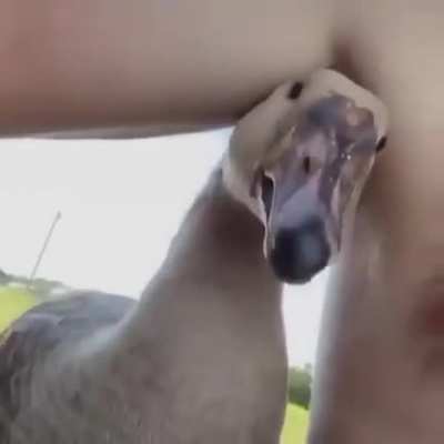 Honk