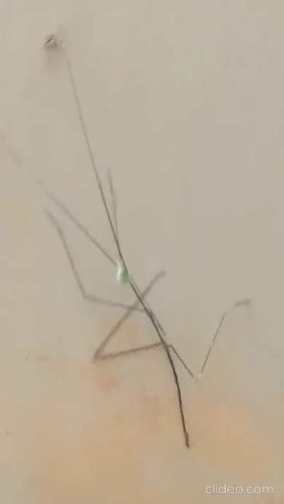 Stick bug freaking out from a caterpillar crawling on it