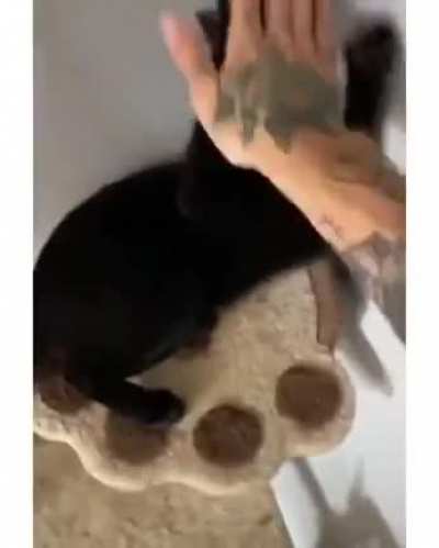 Kung fu cat
