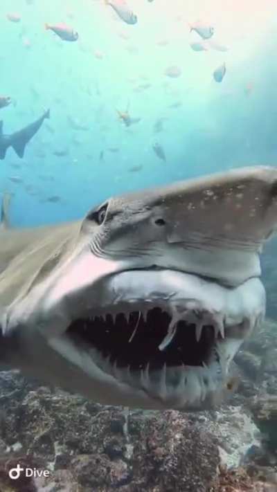 🔥 Jaw protrusion of a sand tiger shark