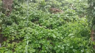 Tropical forest rain