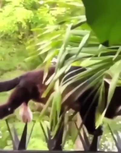 Monkey risking it all