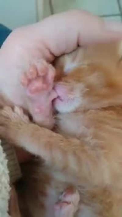 Smol criminal thinks he can melt our hearts with toe bean sucking