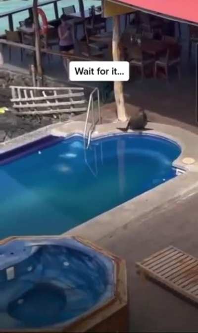 Just a casual swim