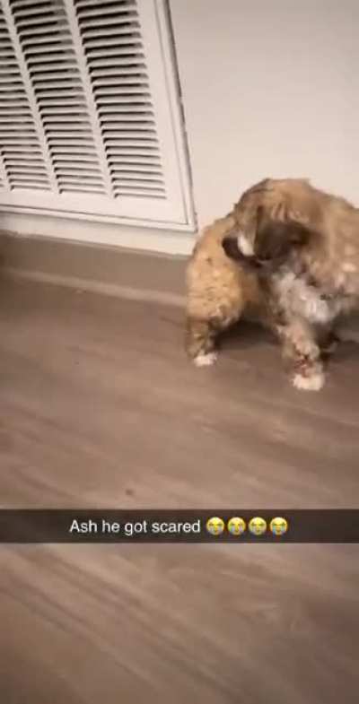 Poor doggo