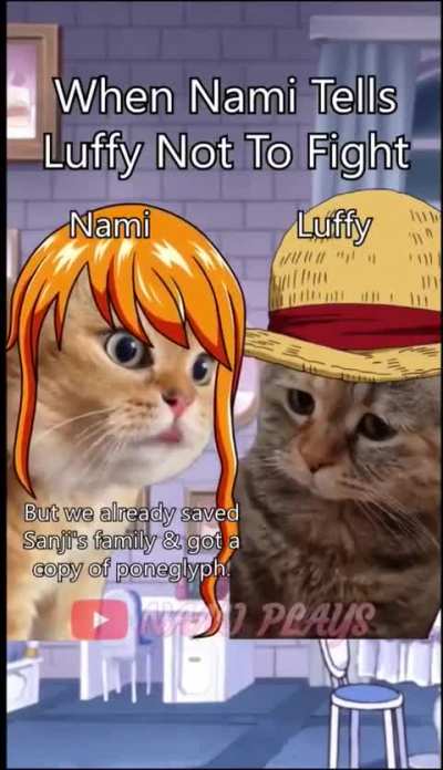 Cat saga 🤣