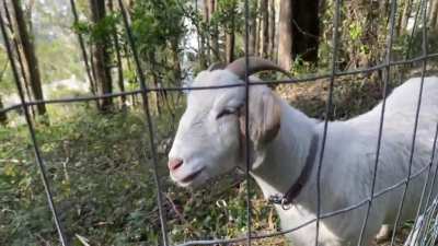 The goats are back!!! They walked with me today.
