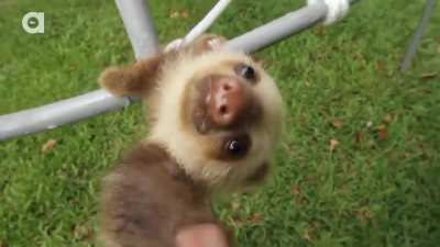 Baby Sloth