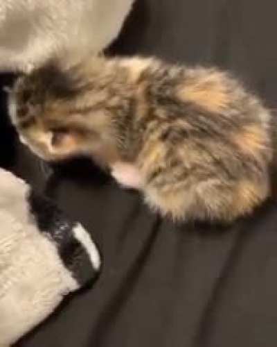 Miau dram&aacute;tico