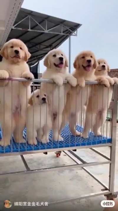dog party.