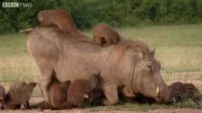 Warthogs in Queen Elizabeth National Park can be observed attending "mongoose spas". In a unique example of mutualism between two mammal species, the pigs will walk up to packs of banded mongooses, lie down, and allow the mongooses to eat the ticks, fleas