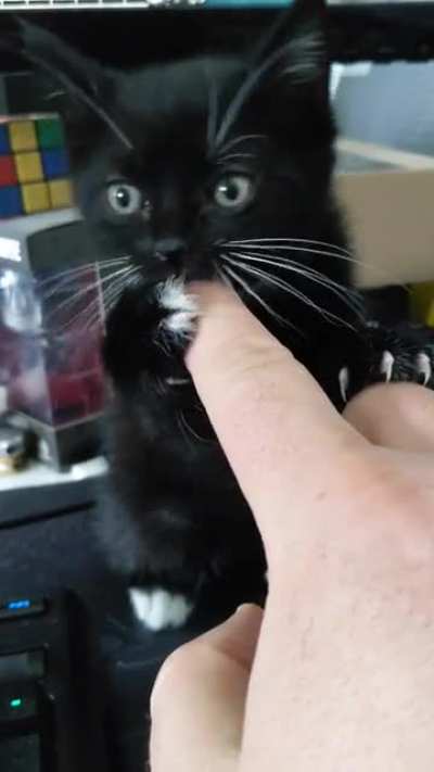 Is this a nom?
