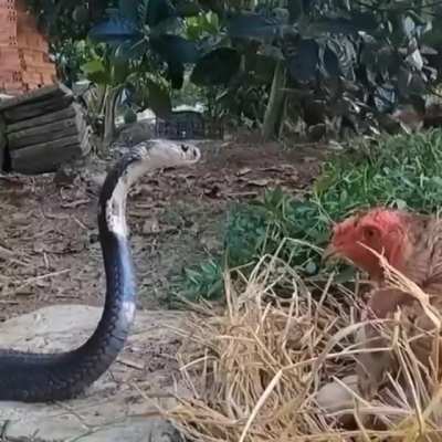 snake &amp;amp; chicken stare each other down