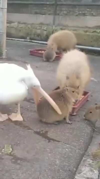 To eat a capybara