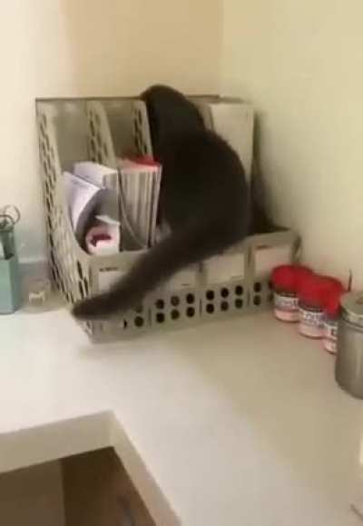 Кота не видели?