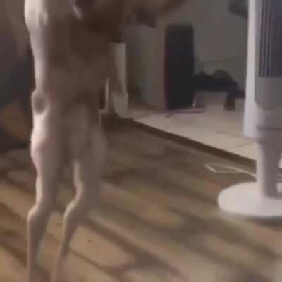 Yo we posting pets? aight bet here&rsquo;s mine don&rsquo;t be mean to draco guys