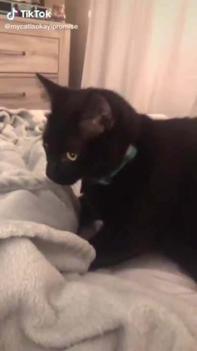 Cat vs ceiling fan