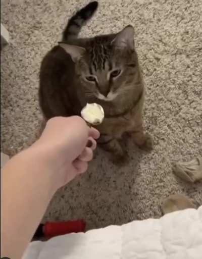 Innocent Cat gets fucking poisoned