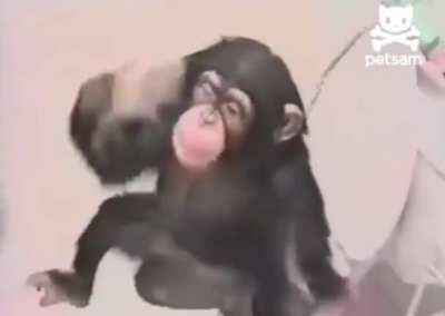 Hood monkey 😍😍😍